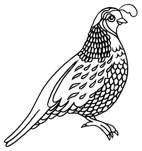 grab  fresh coloring pages quail  httpswwwgethighit