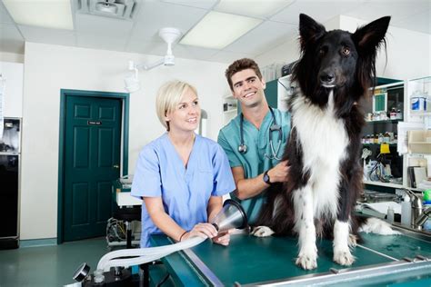 formation remuneree auxiliaire veterinaire une formation professionnelle
