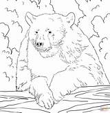 Bear Coloring Pages American Bears Portrait Printable Color Para Oso Colorear Negro Imagenes Drawing Clipart Kids Nature Animals Sheets Popular sketch template
