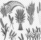 Grain Wheat sketch template