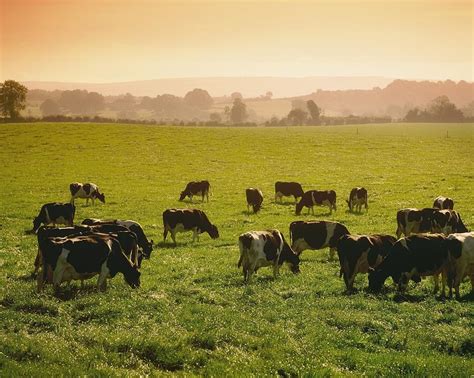 Friesian Cattle Cattle Grazing Photograph By Sici Fine Art America