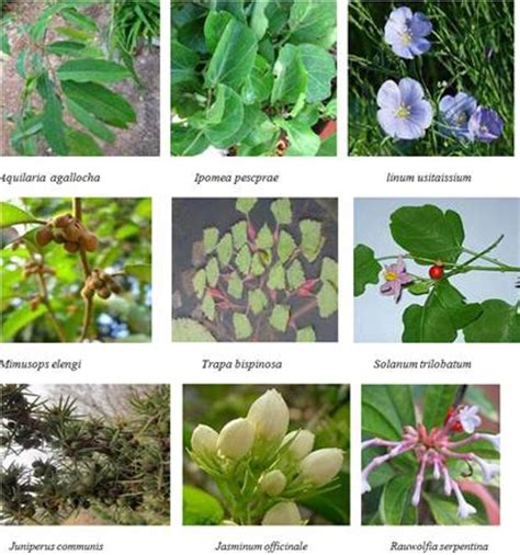 medicinal plants  review science publishing group