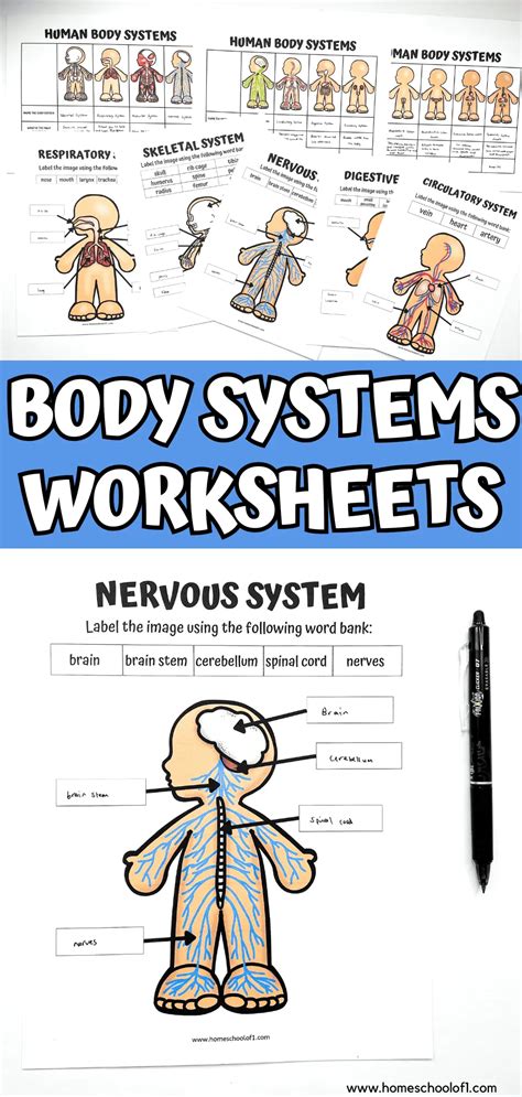 printable human body systems worksheets  kids