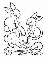 Coloring Rabbit Animal Sheet Drawing Cute Kids Books sketch template