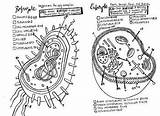 Coloring Prokaryote Sheet Eukaryote Cell Versus Prokaryotic Diagram Prokaryotes Biology Cells Pages Enzyme Sheets Science Sketchite Worksheet Visit Template sketch template