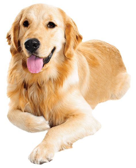 golden retriever png image file png  png
