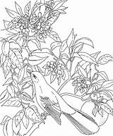 Mockingbird Bird Passarinho Sheets Aves Paraiso Pintar Amp Flor Getdrawings Cr sketch template