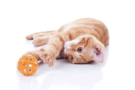 easy diy cat toys cat toy safety guide