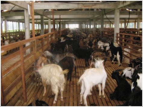 gambar peternakan kambing etawa terbesar  indonesia wallpaper hd keren