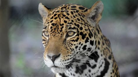 jaguar bing images