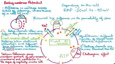 resting membrane potential easy  simple explanation youtube