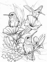 Coloring Pages Para Colorear Hummingbirds Bird Dibujos Birds Pintura Aves Pintar Adult Sheets Adults Bonitos Libros Tegninger Choose Board Kids sketch template
