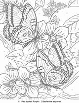 Vlinders Colouring Doverpublications Mariposas Papillon sketch template