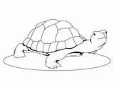 Turtle Coloring Pages Cute Printable Kids Print Color Turtles Sheets Box Animal Getcolorings Bestcoloringpagesforkids Hellokids sketch template