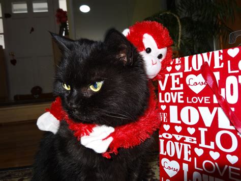 Love Joy And Peas Happy Valentine S Day And Funny Cat Photos
