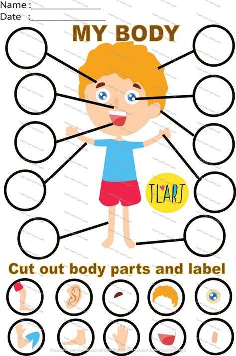 body parts labelling activity early year nursery ks teaching