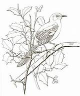 Catbird Mockingbird sketch template