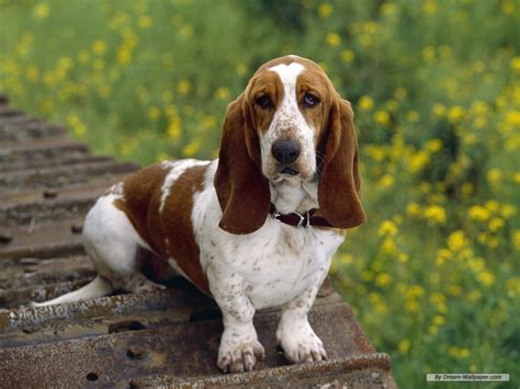 hound dogs images bassett hound hd wallpaper  background