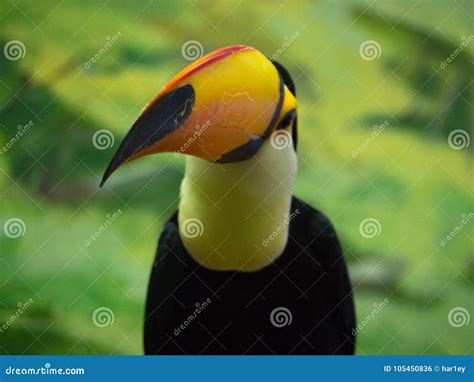bird toucan   damaged nose stock photo image  avian colorful
