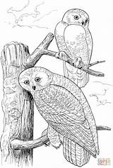 Pages Owls Owl Coloring Snowy Colouring Printable Tree Two Birds Book Drawing Sheets Wildlife Adults Kids Prey ציעה ינשוף Drawings sketch template