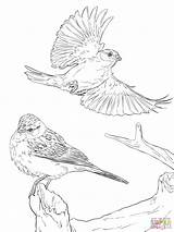 Coloring Sparrow Pages Sparrows Two Chipping Printable Birds Drawing House Supercoloring Animal Bird Adult Drawings Animals Popular sketch template