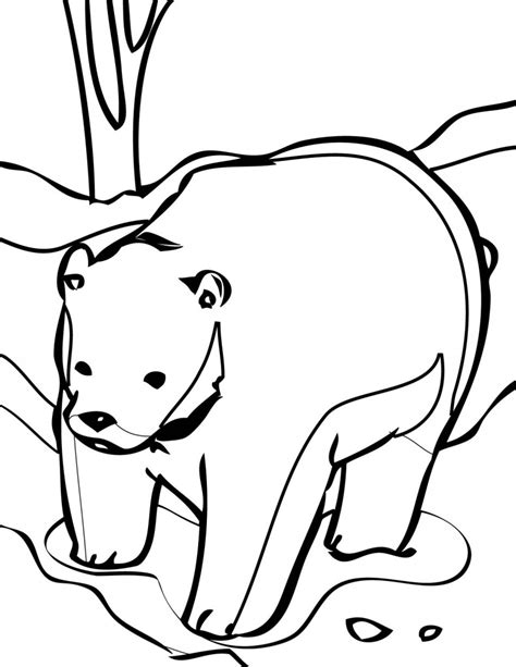 polar bear coloring page photo animal place