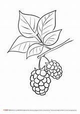Coloring Pages Berries Printable Blackberry Preschoolers Choose Board Moona Fruits Kids sketch template
