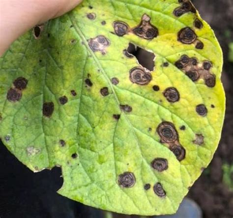 alternaria op aardappel plant pests