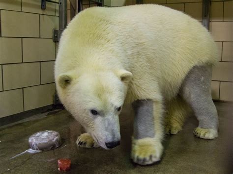 polar bears  black skin  clear hollow fur  clear fur