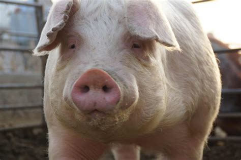 chester white pigs breed profile behavior care