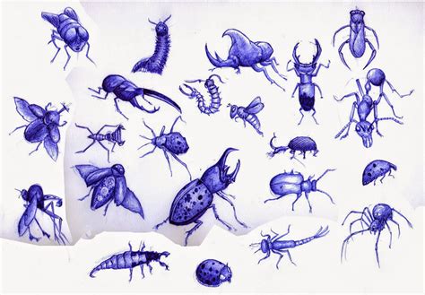 hamos art blog insect sketches