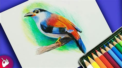draw bird  colour pencil step  step youtube