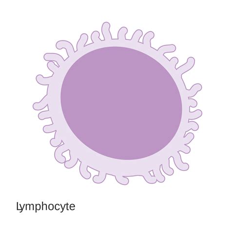lymphocyte diagram clipart