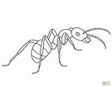 Ant Coloring Ants Pages Printable Drawing Template Line Simple Colouring Animal Picnic Kids Clipart Children Insect 1612 Drawings Templates Supercoloring sketch template
