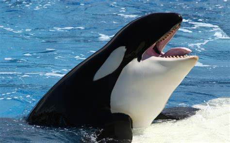 orca orca whales photo  fanpop