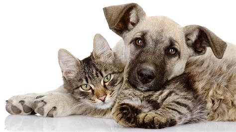 homeopatía para mascotas cuáles son los beneficios de los tratamientos