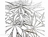 Coloring Pages Weed Cannabis Plants Plant Sheet Printable Sheets Getcolorings Adults Getdrawings sketch template