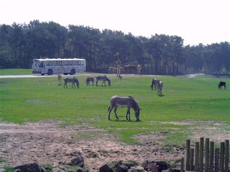 beekse bergen anno  tanzania travel tanzania safari sweden places  visit safari