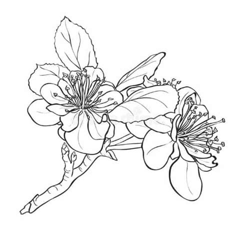 gambar sketsa bunga indah sakura mawar melati