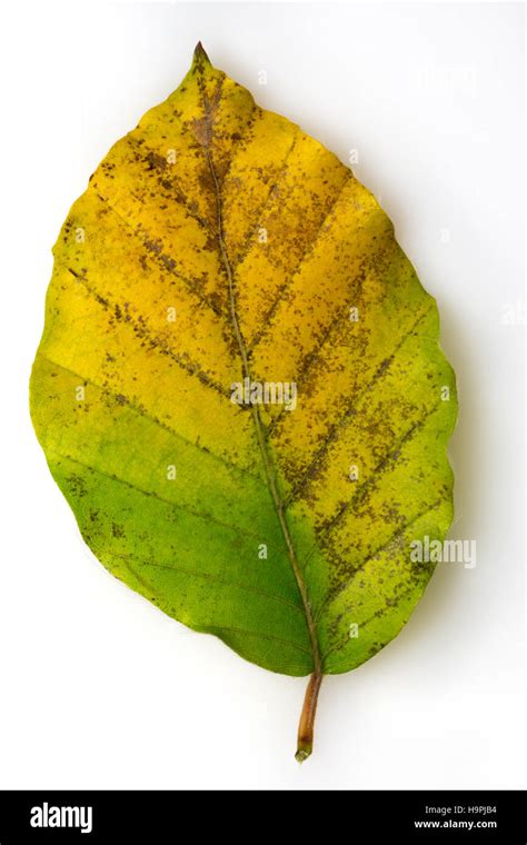 leaf turning brown  autumn stock photo alamy