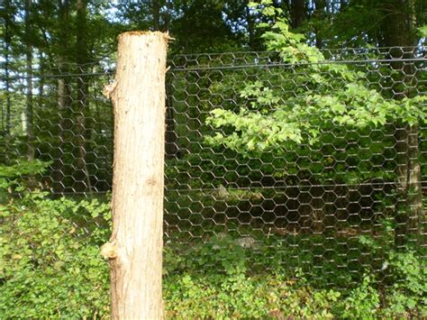Types Of Deer Fences To Install Around Your Property
