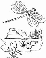 Coloring Dragonfly Drawing Pages Kids Beautiful sketch template