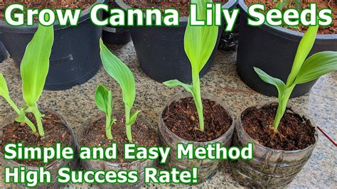 grow canna lily seeds simple  easy method  high success