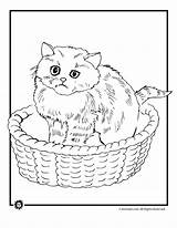 Kittens Coloringhome Activities sketch template