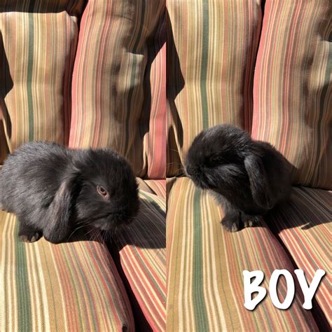 holland lop rabbits for sale downey ca 294489
