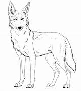 Coyote Drawing Howling Coloring Pages Printable Getdrawings sketch template