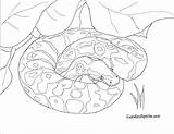 Rattlesnake Anaconda Diamondback Königspython Snakes Serpent Nuclear Designlooter Kleurplaten Escolha Pasta sketch template