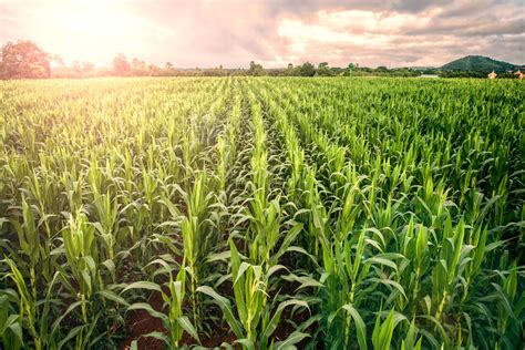 improved crops  double european agriculture production wur