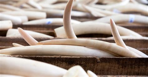 banning ivory trade  europe ifaw