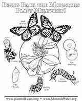 Coloring Milkweed Pages Basrelief Butterfly sketch template